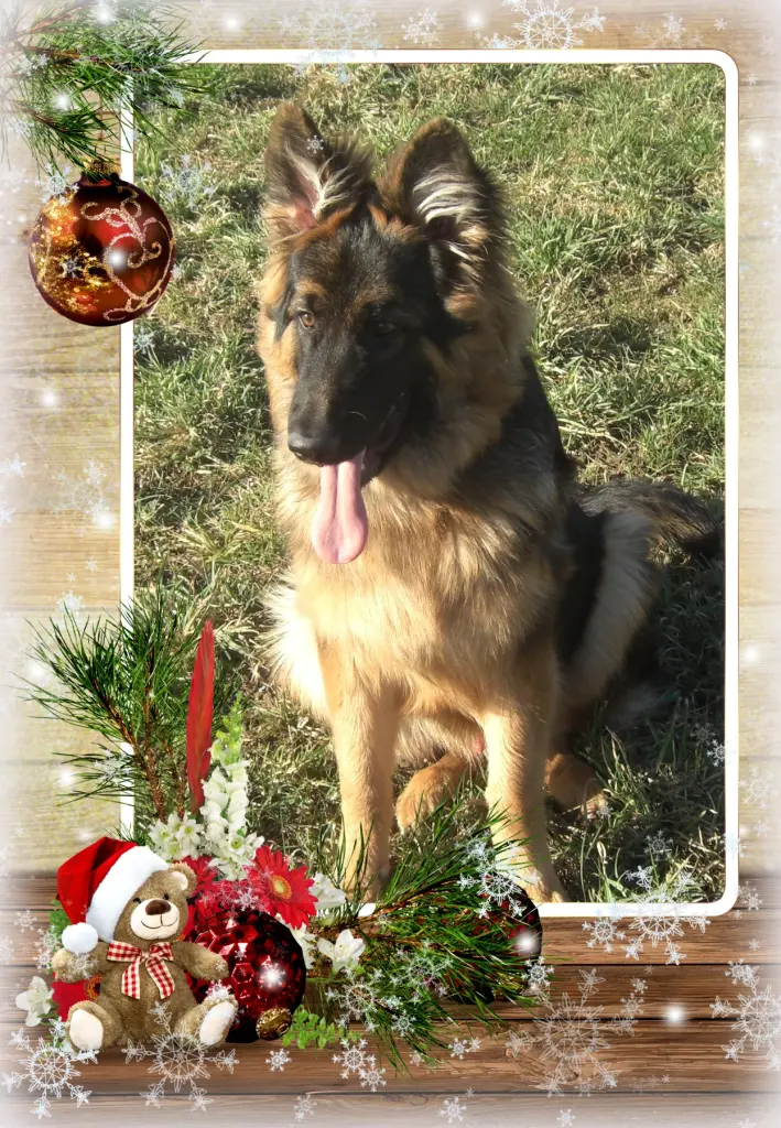 Andachtsbild von Klaudia mit Misiu❤❤❤Ganz Tief im Herzen❤