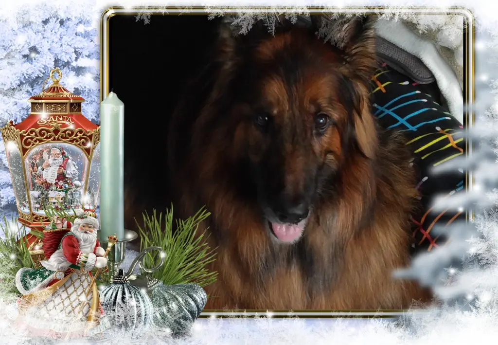 Andachtsbild von Klaudia mit Misiu❤❤❤Ganz Tief im Herzen❤