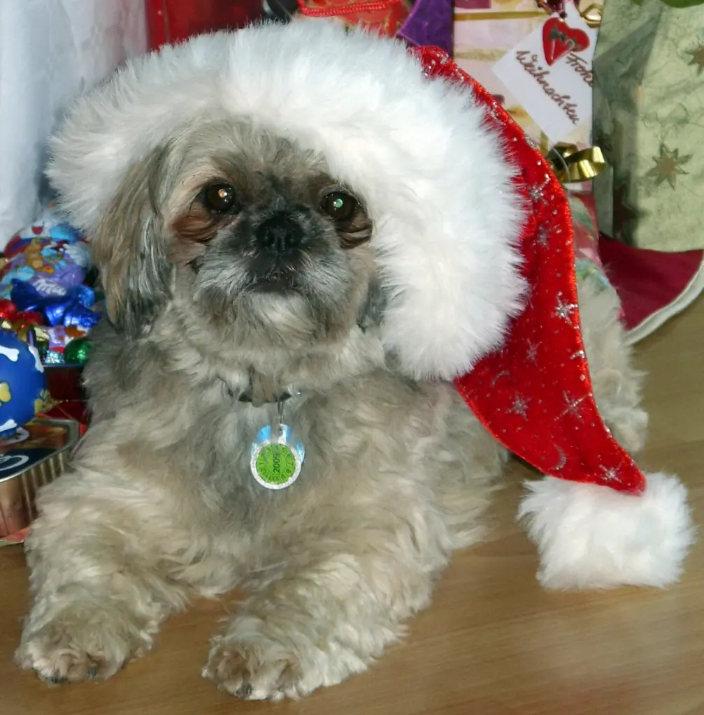 Andachtsbild von Kathrin mit Susi im Herzen