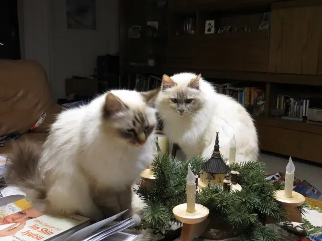 Andachtsbild von Uschi mit Seelenkatzen Jojound Merlin