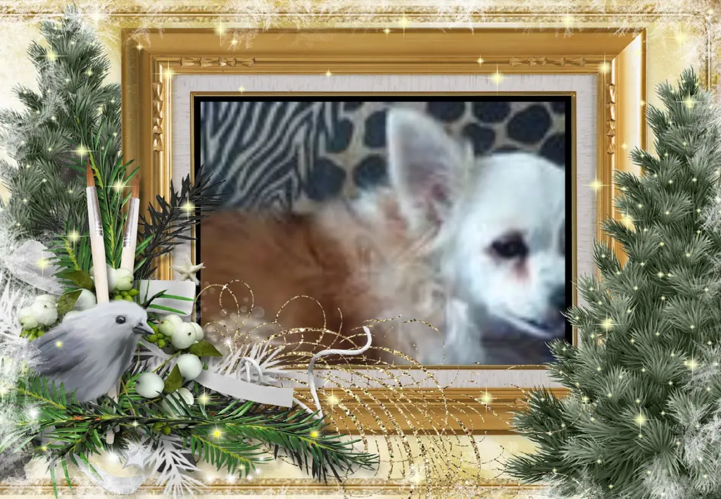 Andachtsbild von Klaudia mit Misiu❤❤❤Ganz Tief im Herzen❤