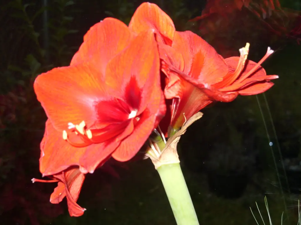 Andachtsbild von Unbekannt