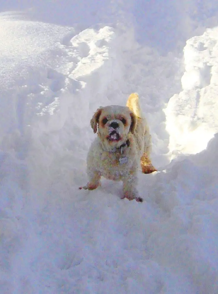 Andachtsbild von Marika mit Balou und Hippo im Herzen