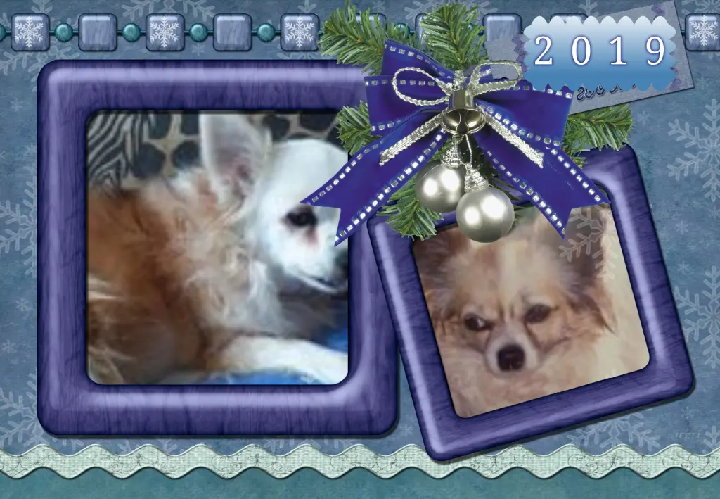 Andachtsbild von Klaudia mit Misiu❤❤❤Ganz Tief im Herzen❤