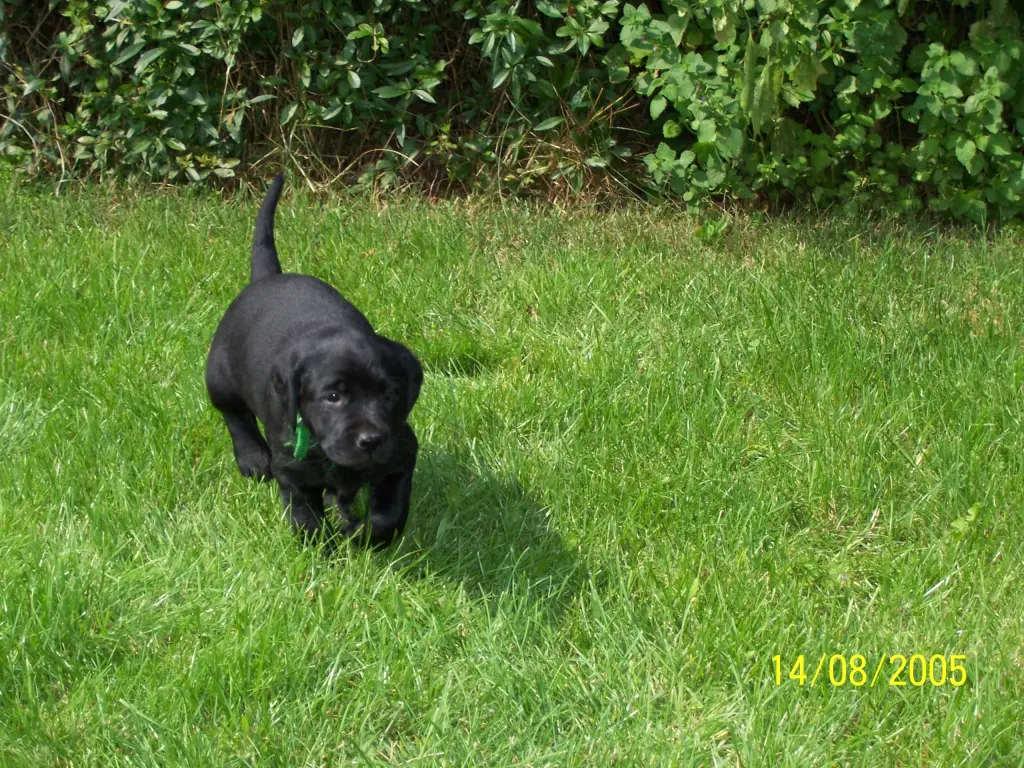 Andachtsbild von Unbekannt