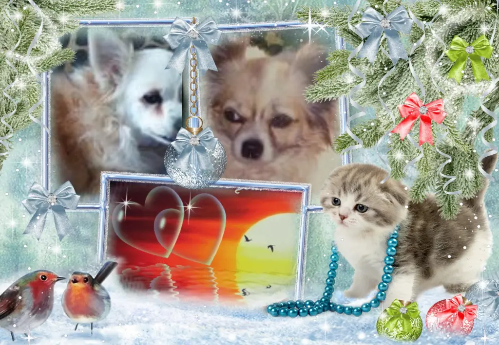 Andachtsbild von Klaudia mit Misiu❤❤❤Ganz Tief im Herzen❤