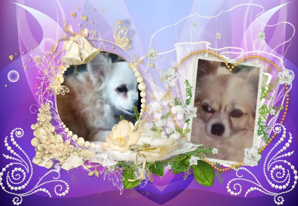 Andachtsbild von Klaudia mit Misiu❤❤❤Ganz Tief im Herzen❤