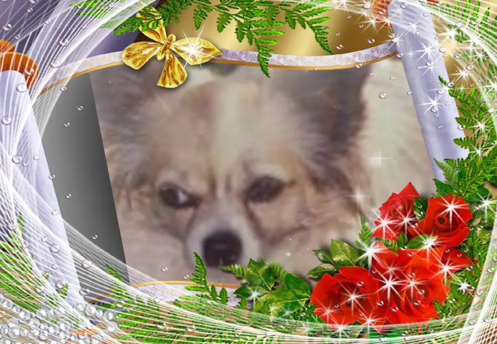 Andachtsbild von Klaudia mit Misiu❤❤❤Ganz Tief im Herzen❤