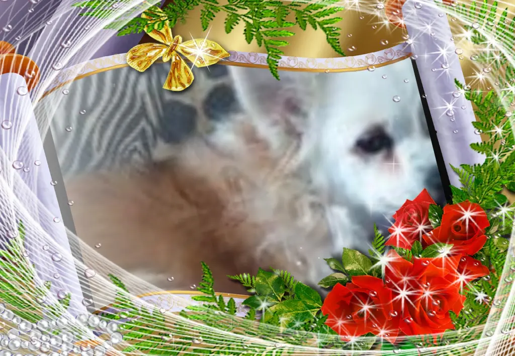 Andachtsbild von Klaudia mit Misiu❤❤❤Ganz Tief im Herzen❤