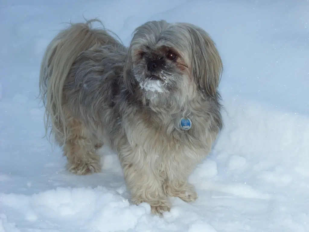 Andachtsbild von Kathrin mit Susi im Herzen