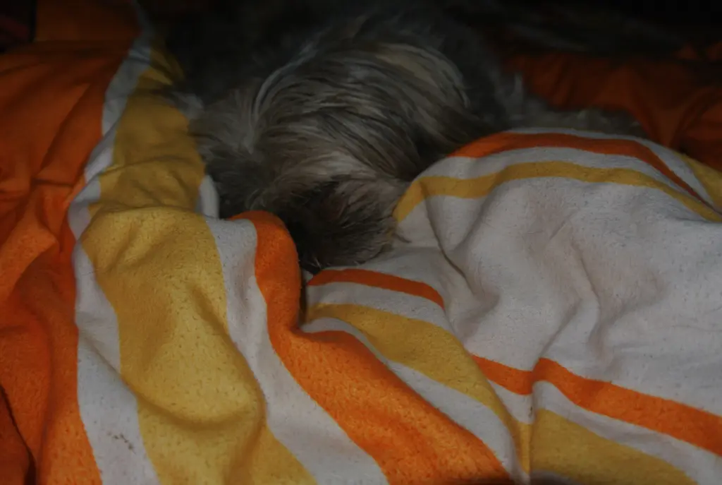 Andachtsbild von Kathrin mit Susi im Herzen