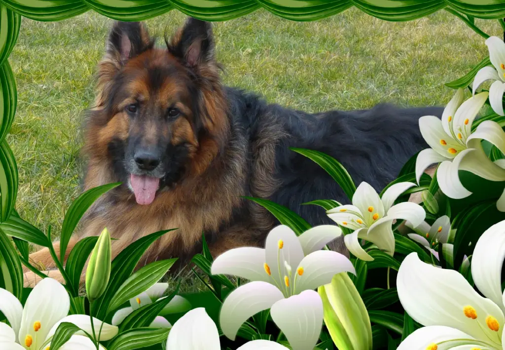 Andachtsbild von Kochany Misiu❤❤❤