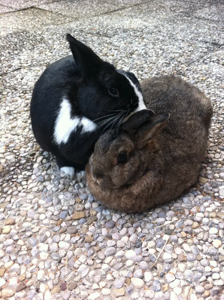 Andachtsbild von Rosen für Misiu