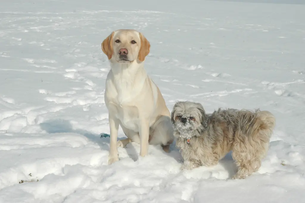 Andachtsbild von Kathrin mit Susi im Herzen