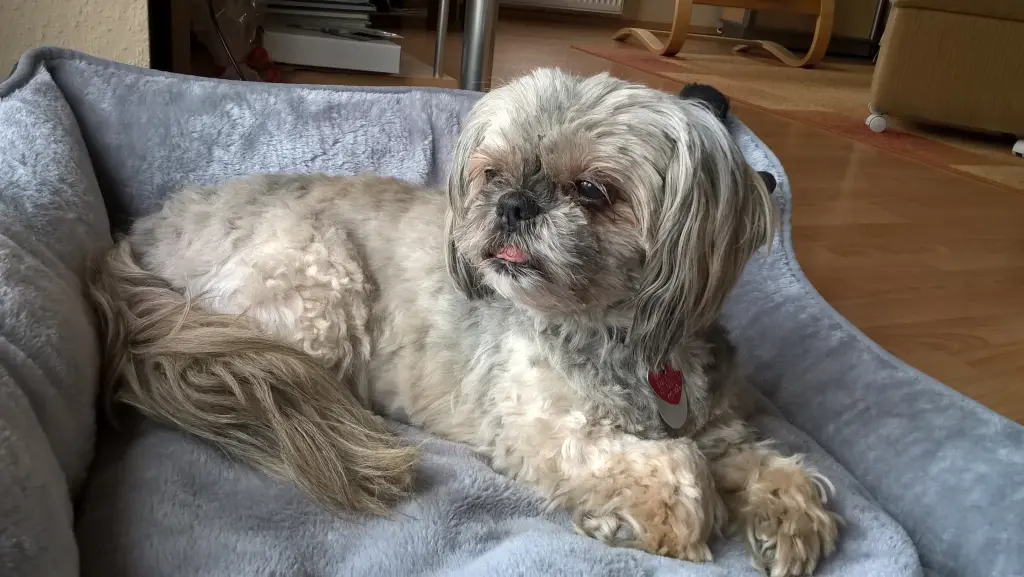 Andachtsbild von Kathrin mit Susi im Herzen