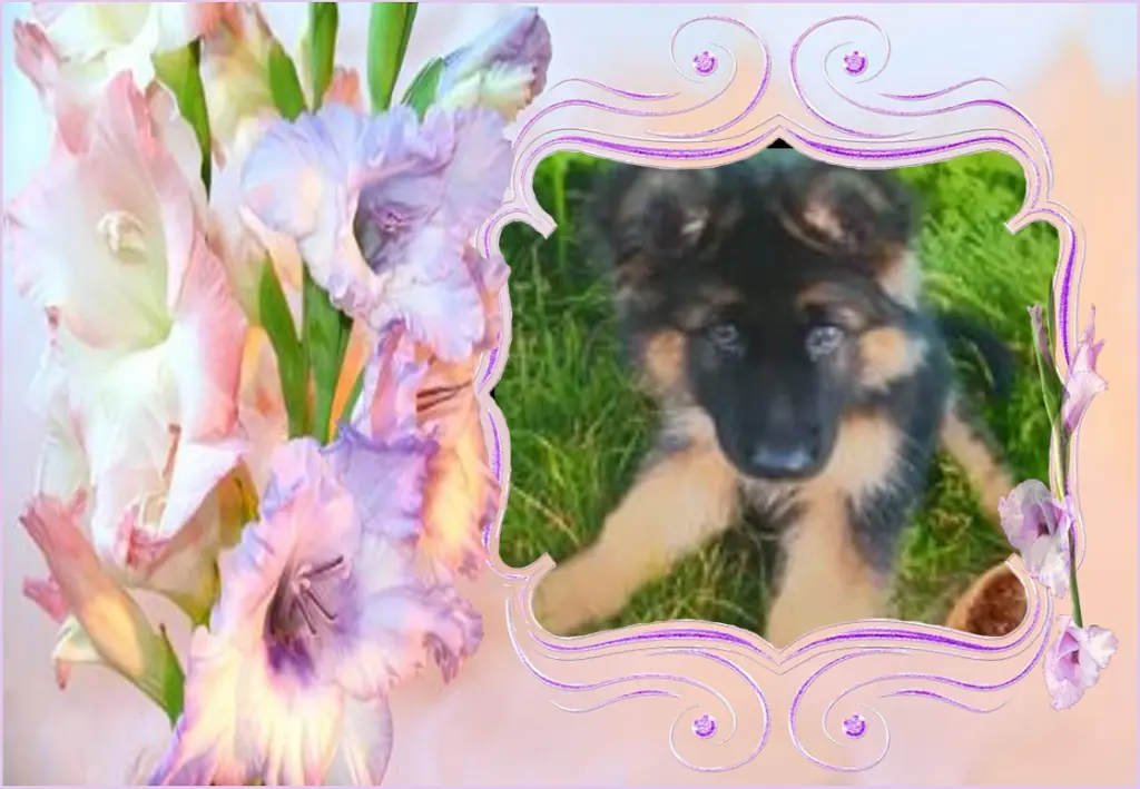 Andachtsbild von Kochany Misiu❤❤❤