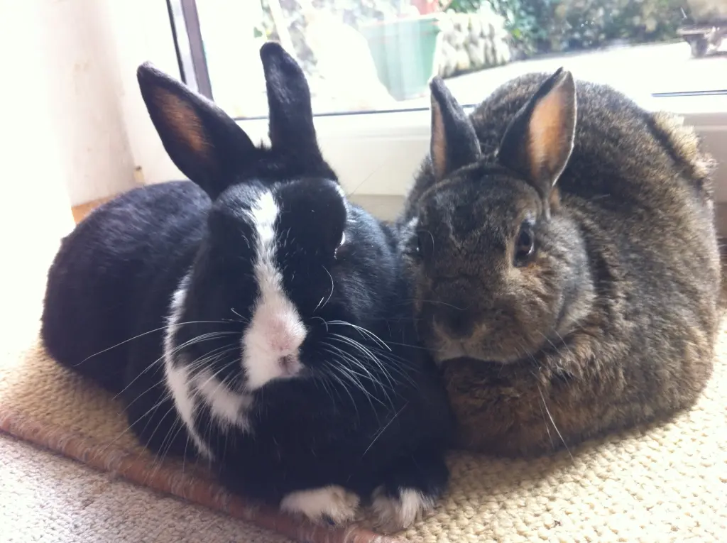 Andachtsbild von Rosen für Misiu