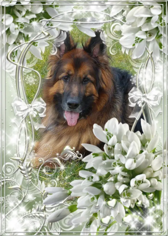 Andachtsbild von Guten Nacht Misieńku❤️❤️❤️