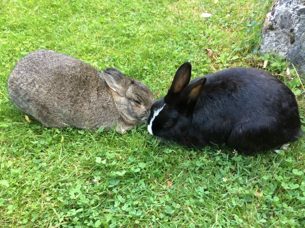 Andachtsbild von Eine Sonntagsrose für Misiu