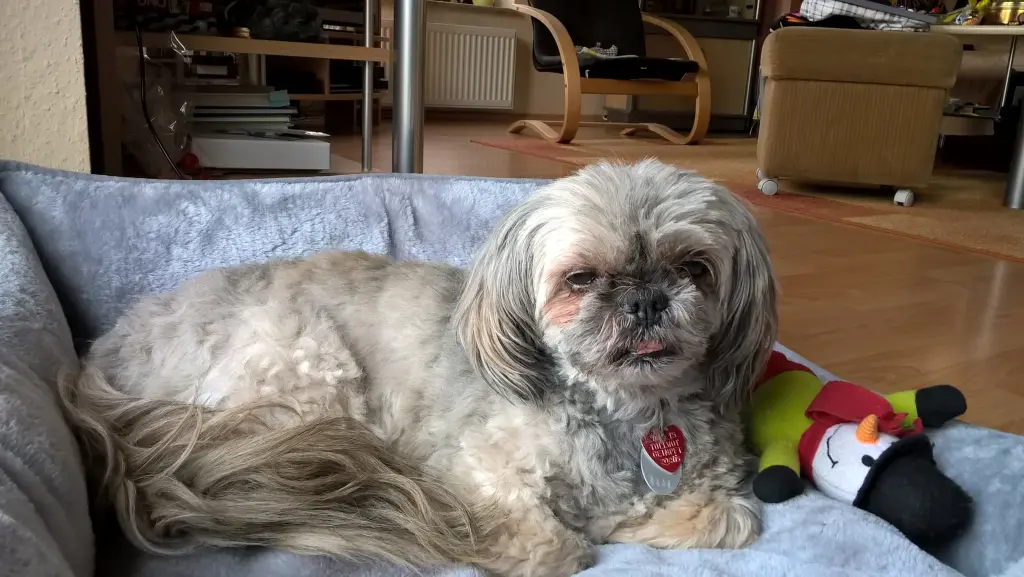 Andachtsbild von Kathrin mit Susi im Herzen