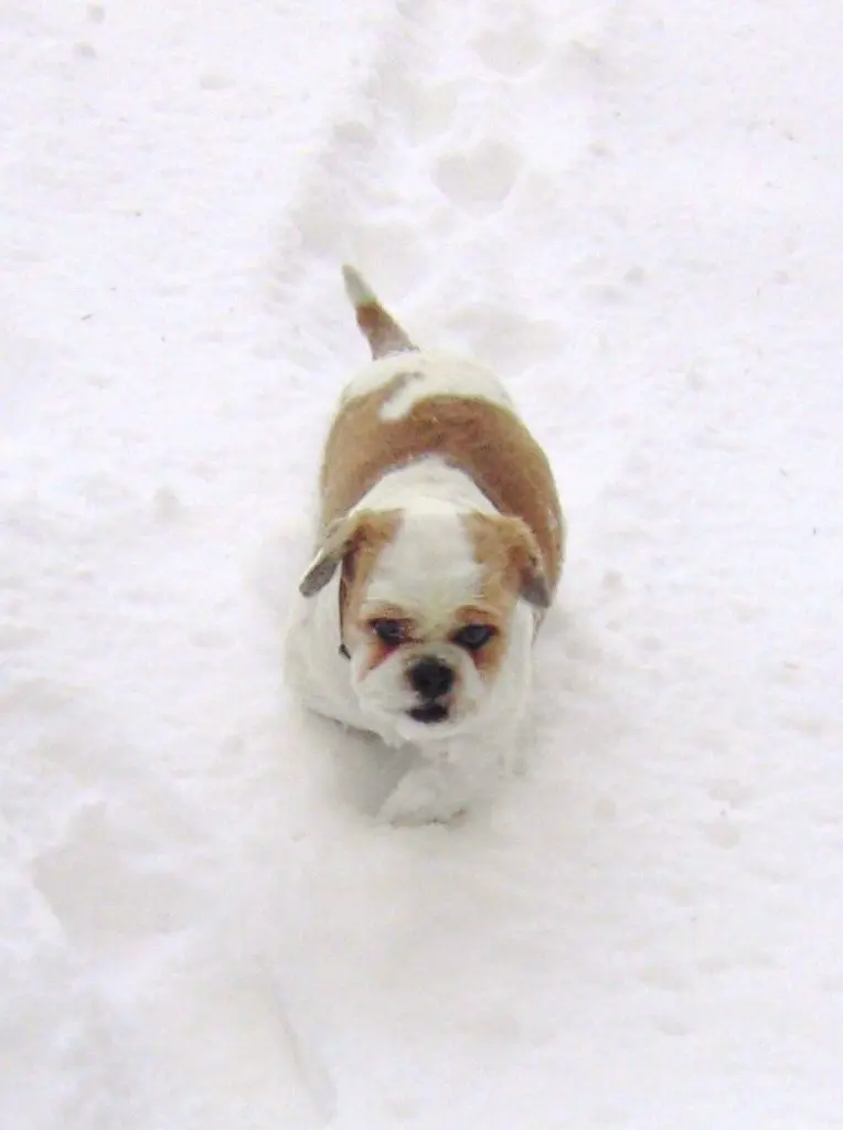 Andachtsbild von Marika  mit Balou und Hippo im Herzen