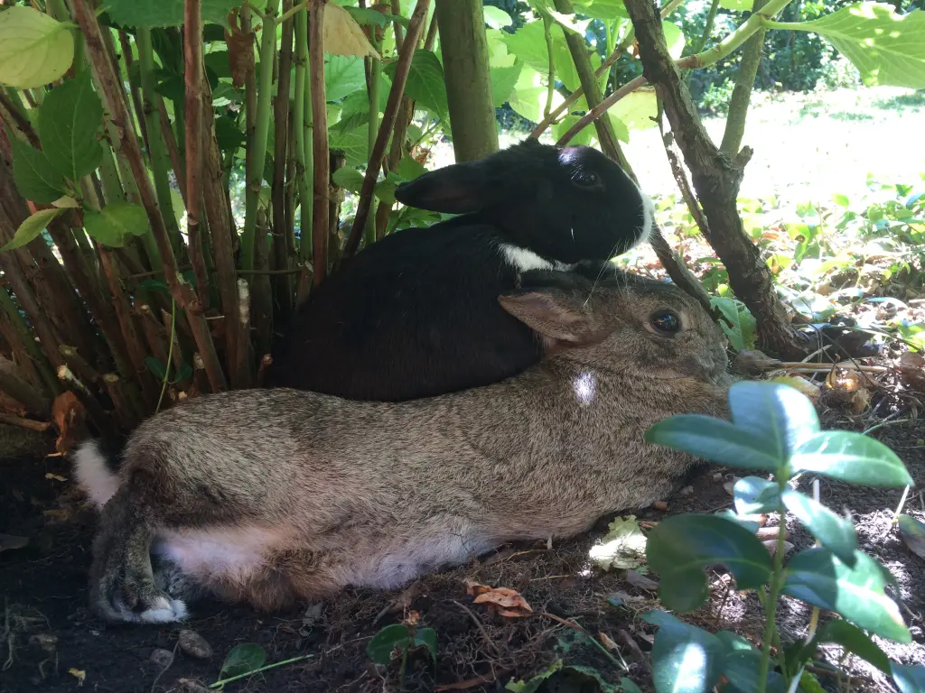 Andachtsbild von Eine Sonntagsrose für Misiu