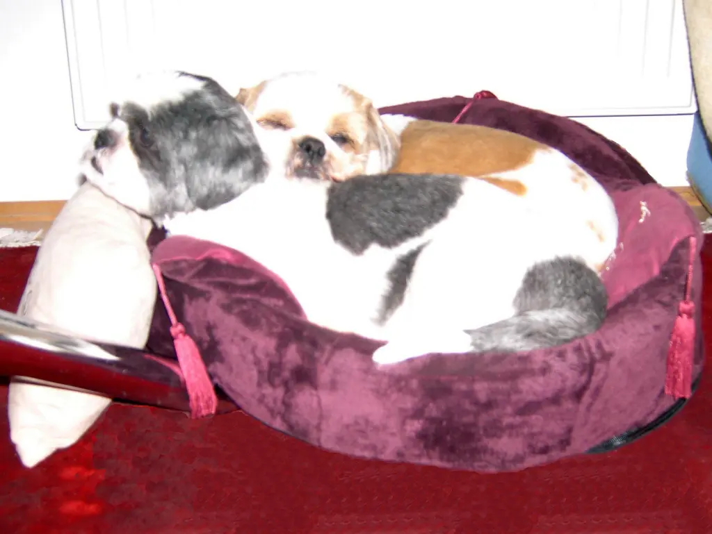 Andachtsbild von Marika mit Balou und Hippo im Herzen