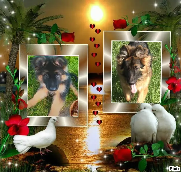 Andachtsbild von Dzień Dobry Misieńku❤️❤️❤️