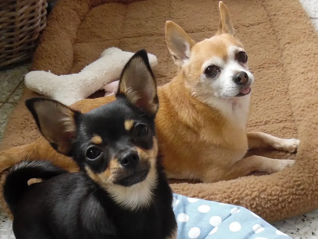 Andachtsbild von Irene mit Jimmy tief im Herzen