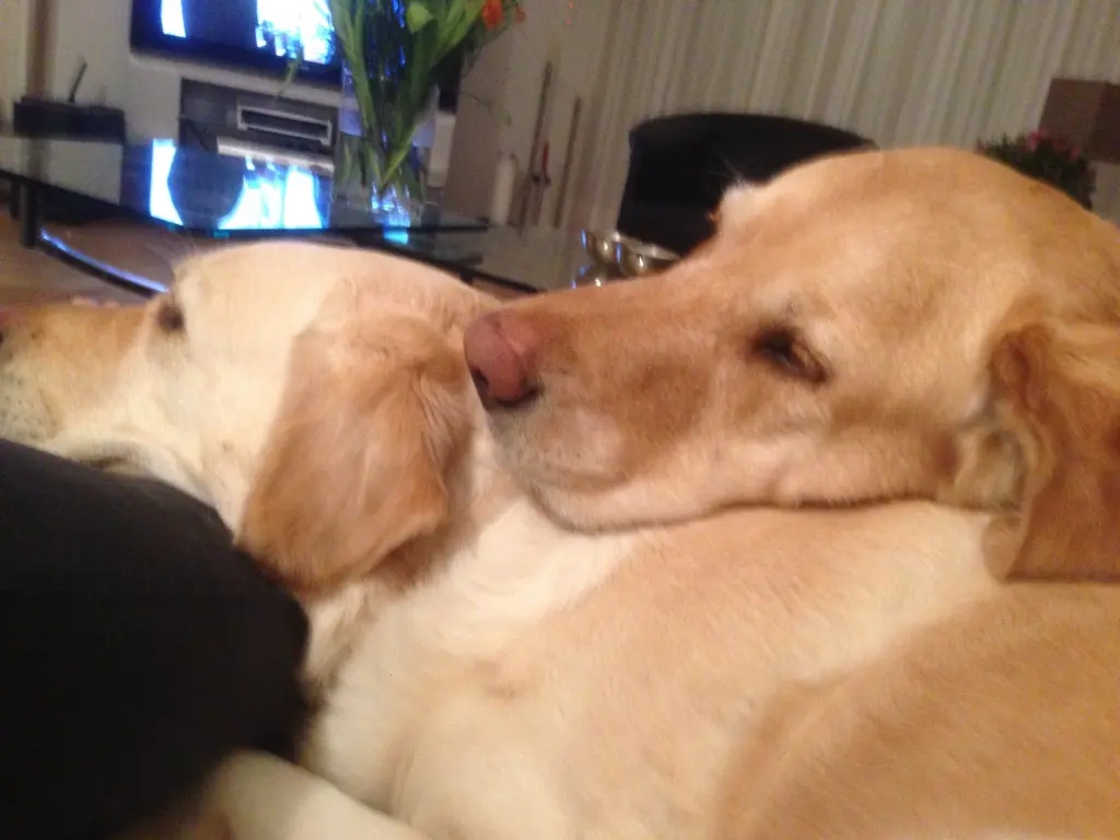 Andachtsbild von Brigitta