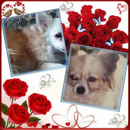 Andachtsbild von Liebe Peggy❤️und Schnucki❤️