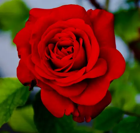 Andachtsbild von Danke