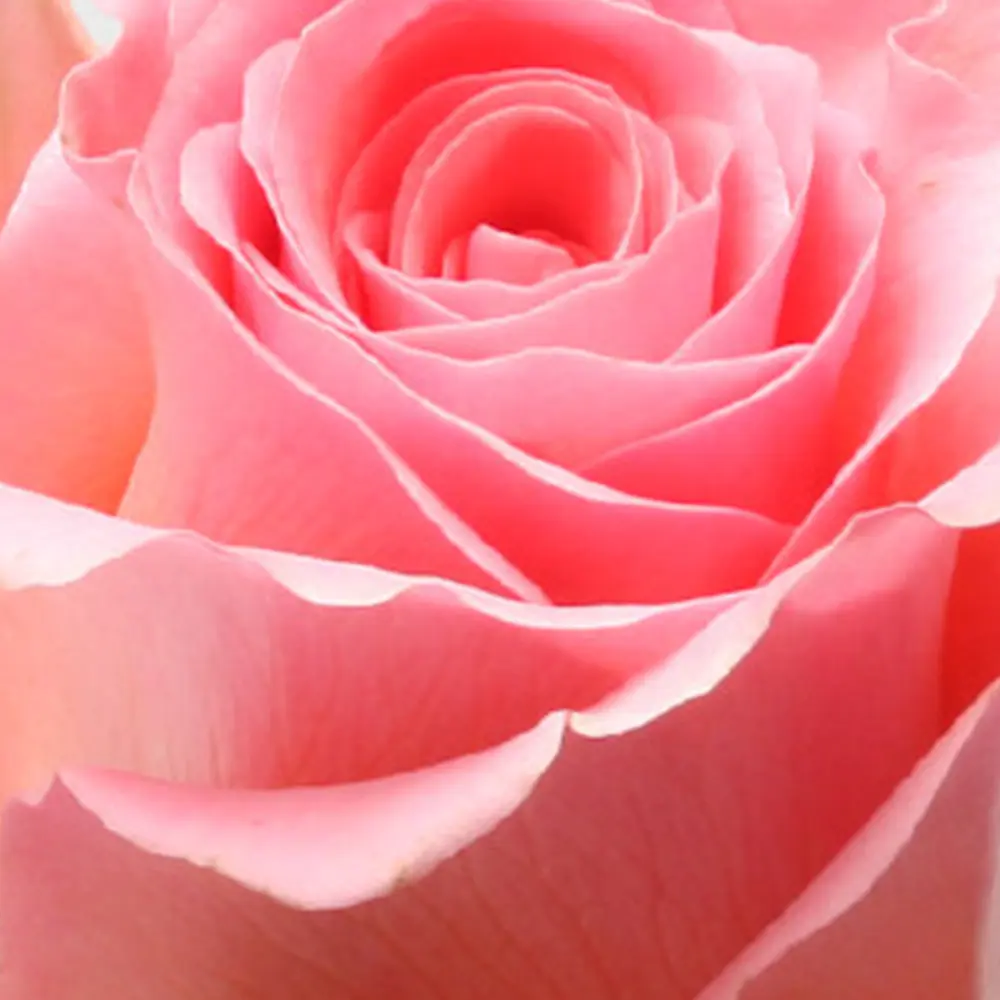 Andachtsbild von Brigitta