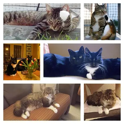 Andachtsbild von Ilse mit Gismo, Fee und Minna tief im Herzen