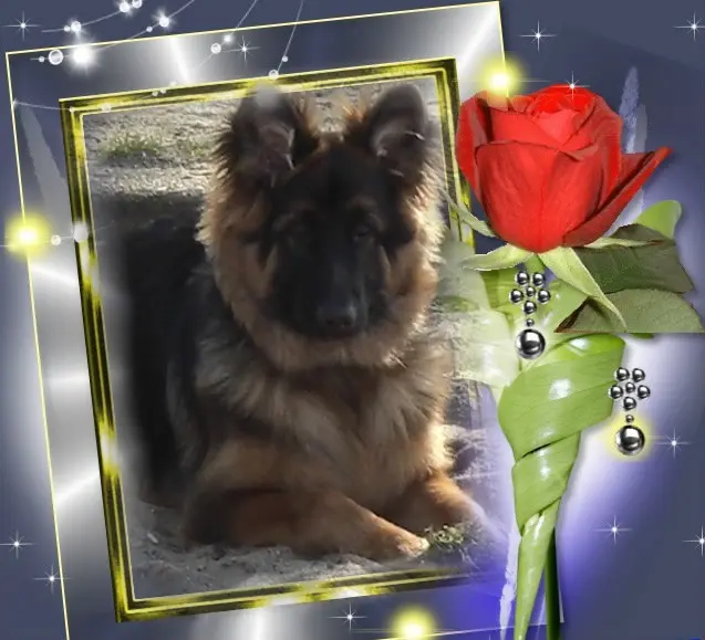 Andachtsbild von Kochany Misiu❤❤❤