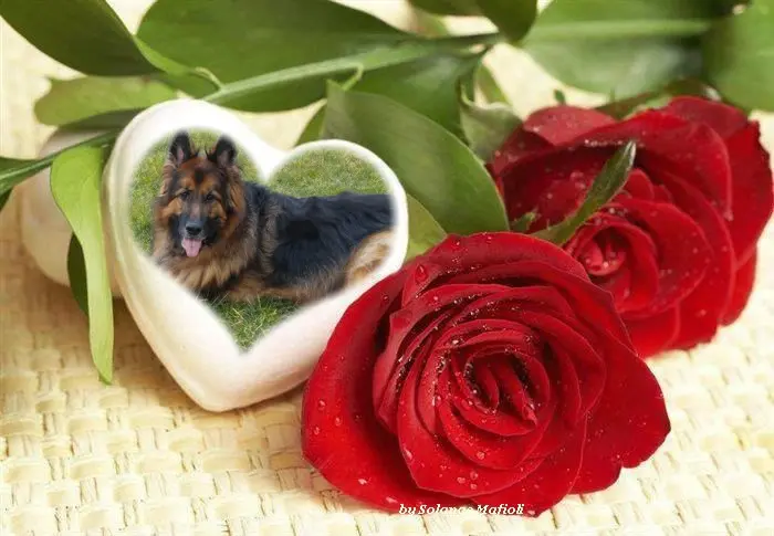 Andachtsbild von Dzień Dobry Misieńku❤️❤️❤️