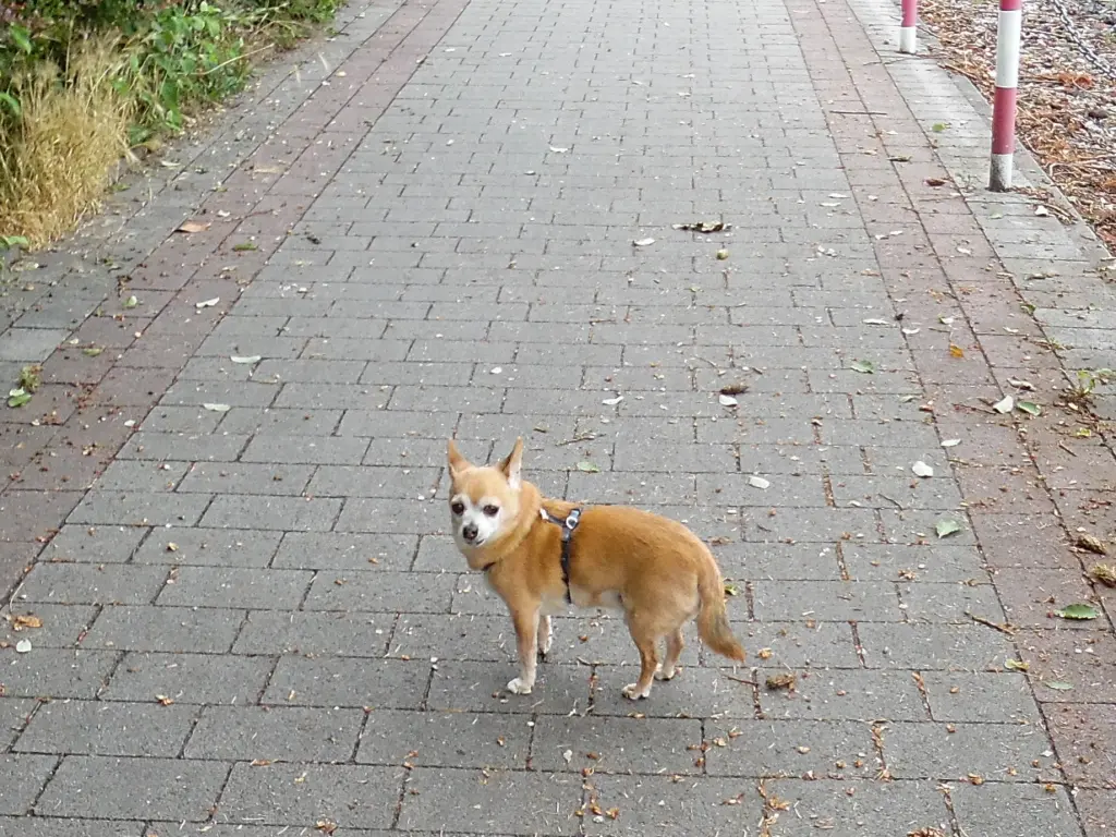 Andachtsbild von Irene mit Jimmy tief im Herzen
