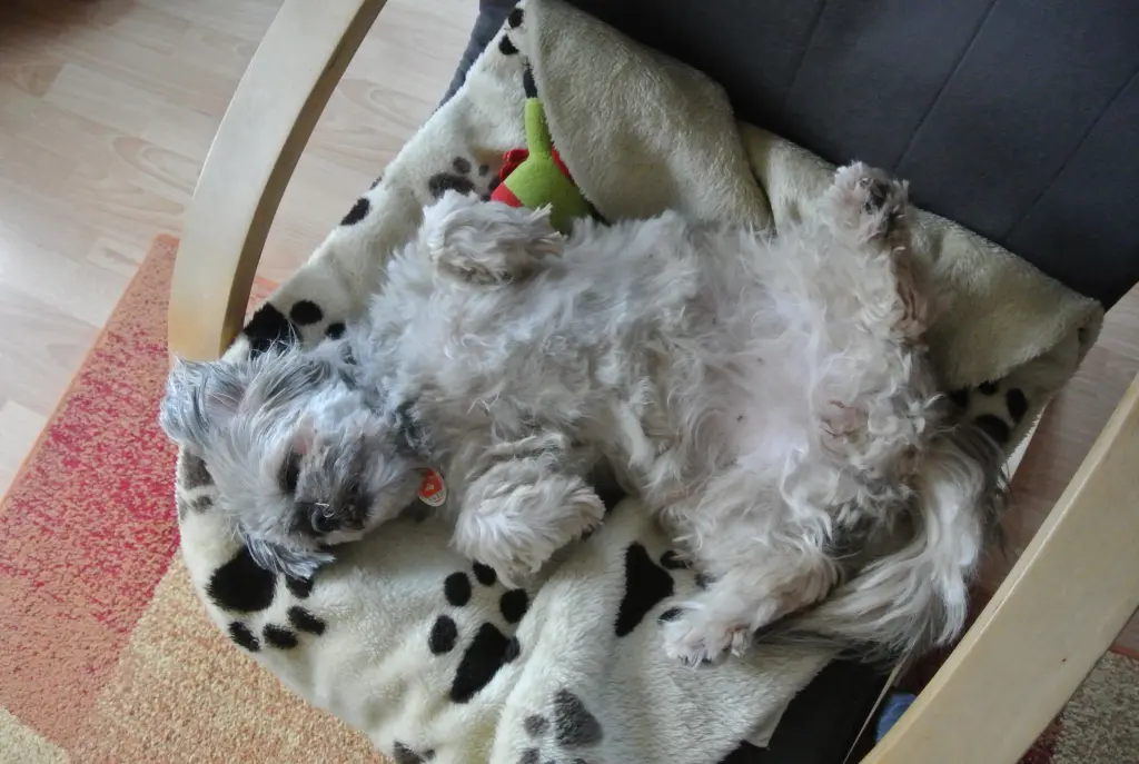 Andachtsbild von Kathrin mit Susi im Herzen