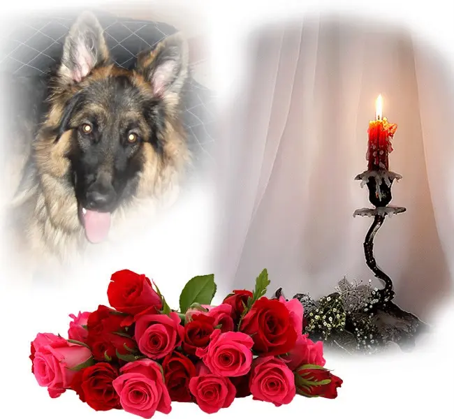 Andachtsbild von Dzień Dobry Misieńku❤️❤️❤️