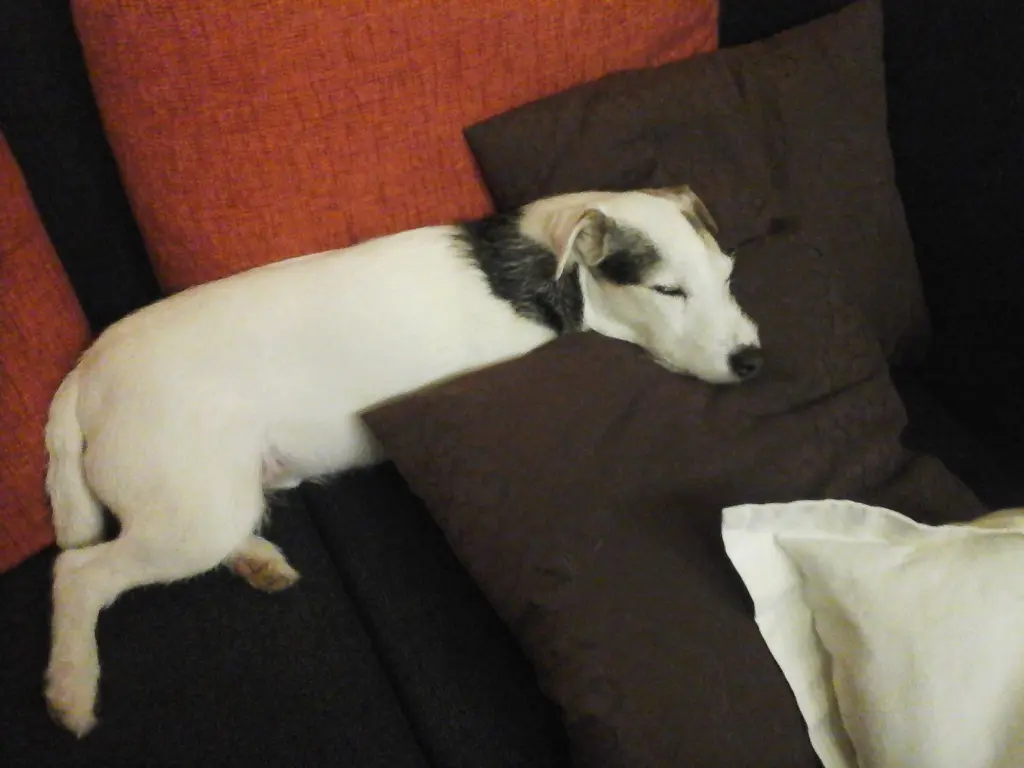 Andachtsbild von Kerstin  mit Gismo im Herzen 