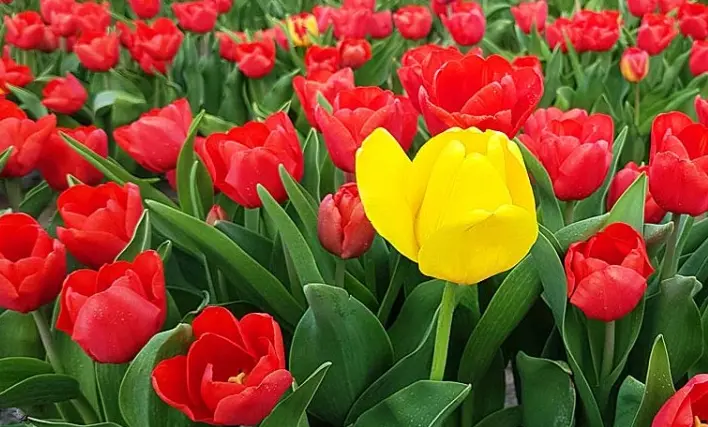 Andachtsbild von Unbekannt