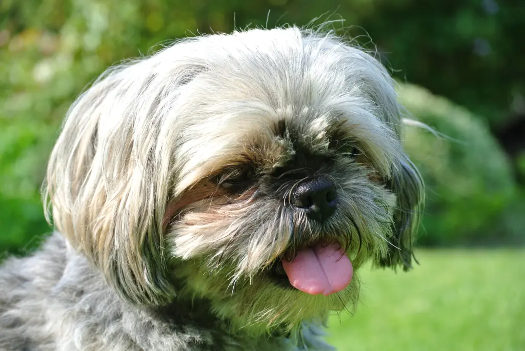 Andachtsbild von Kathrin mit Susi im Herzen