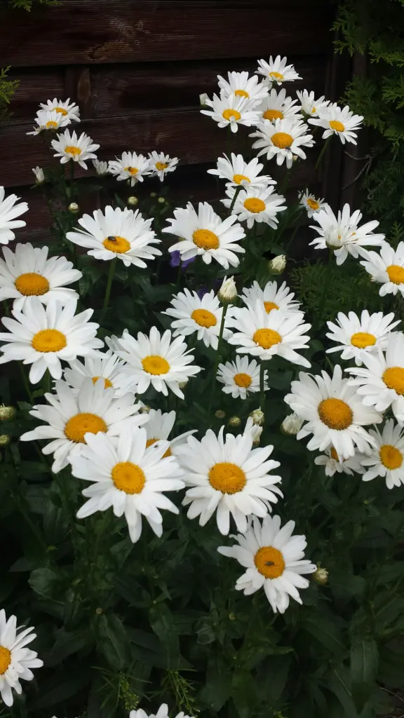 Andachtsbild von Ilse mit Jule, Gismo, Fee und Minna tief im Herzen