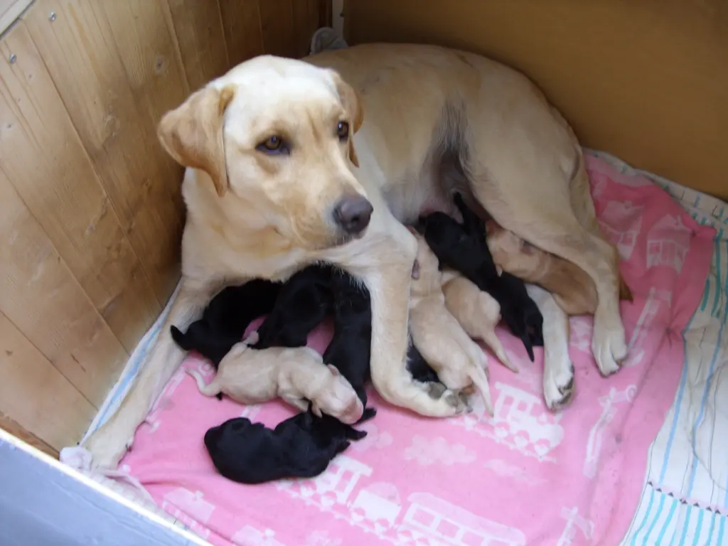 Andachtsbild von Unbekannt