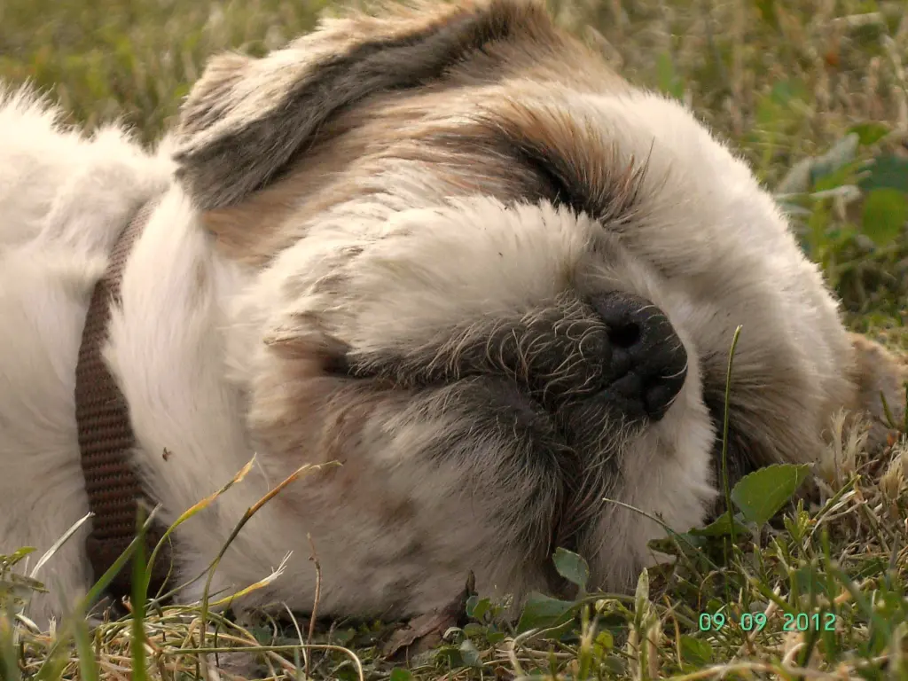 Andachtsbild von Marika mit Balou und Hippo im Herzen