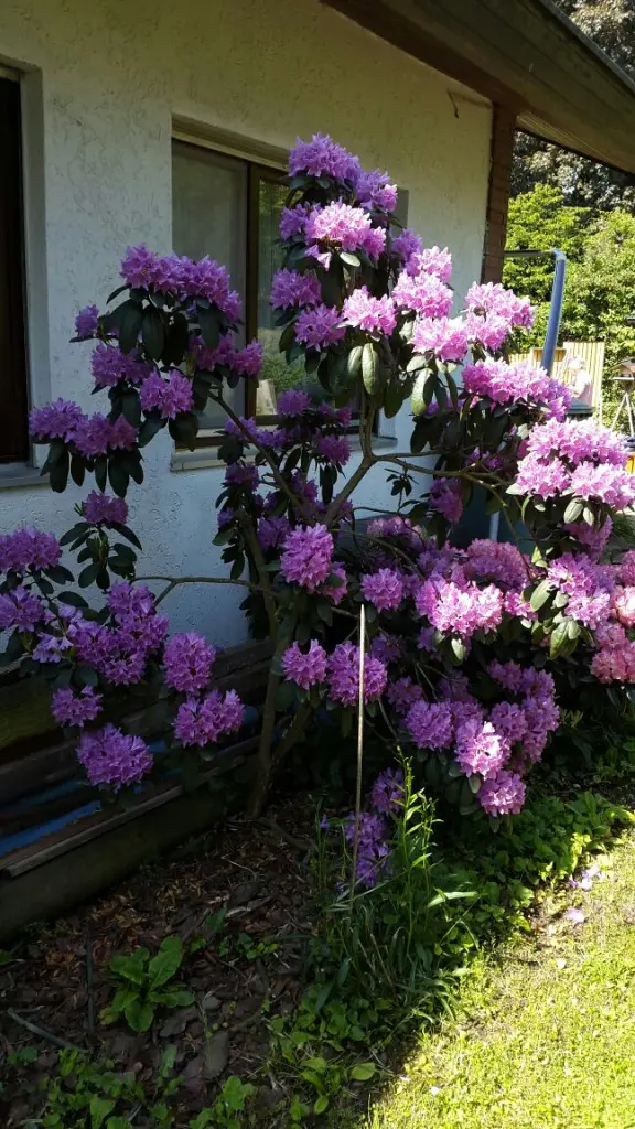 Andachtsbild von Marga mit Rambo im Herzen