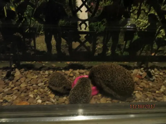 Andachtsbild von Uschi mit Seelenkatzen Jojo und Merlin