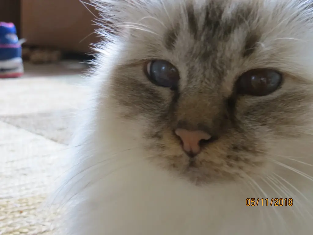 Andachtsbild von Uschi mit Seelenkatzen Jojo und Merlin