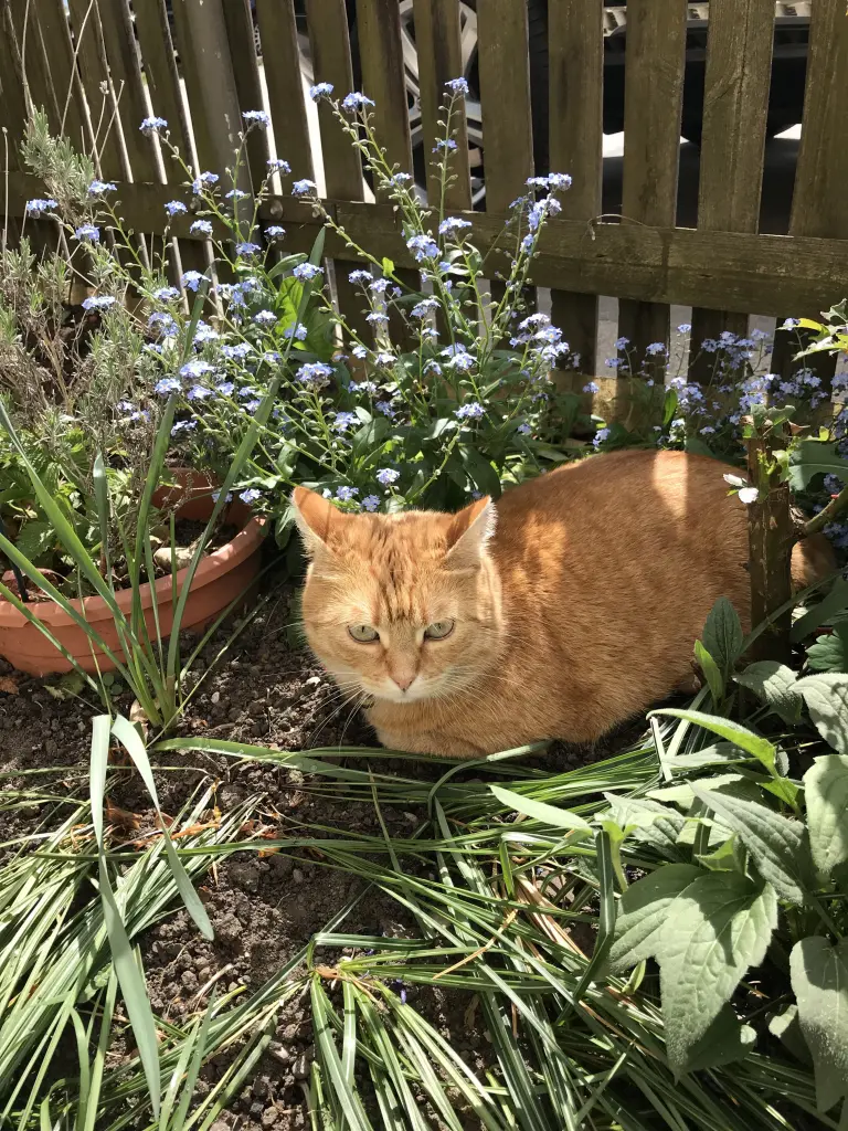 Andachtsbild von Susanne mit Rusty im Herzen ♥️ 