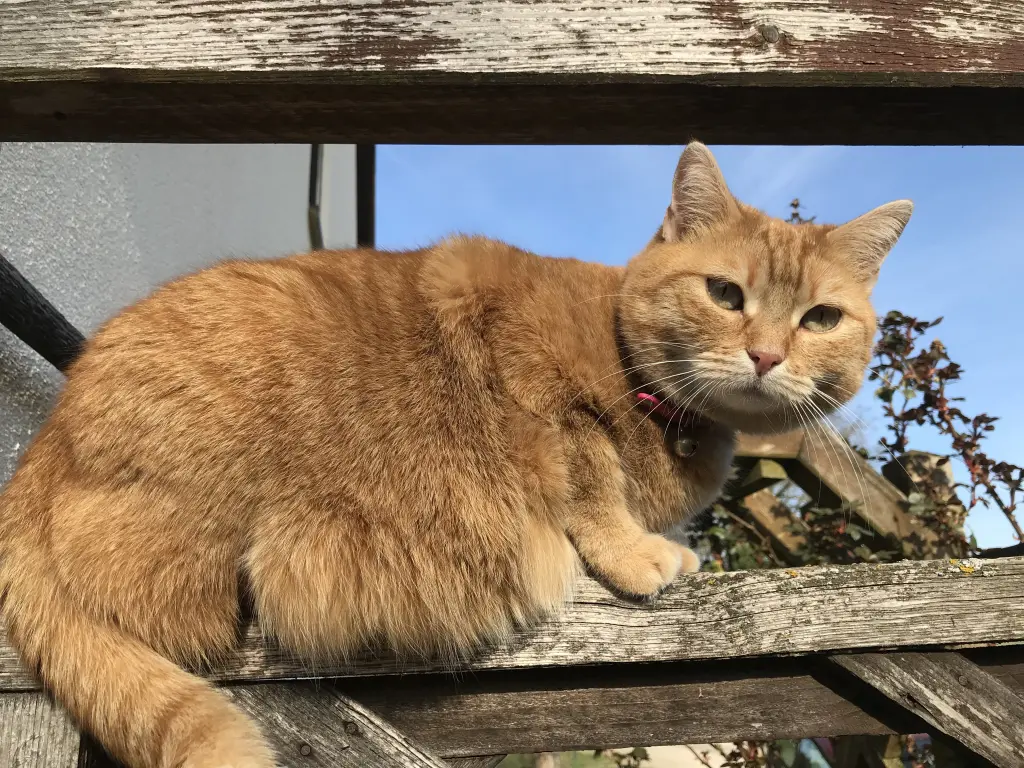 Andachtsbild von Susanne mit Rusty im Herzen ♥️ 